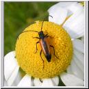 Stenurella melanura - Kleiner Schmalbock 03.jpg